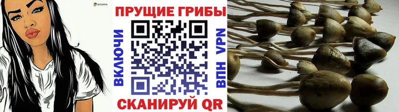 Галлюциногенные грибы MAGIC MUSHROOMS  Купить закладки  Жуков 